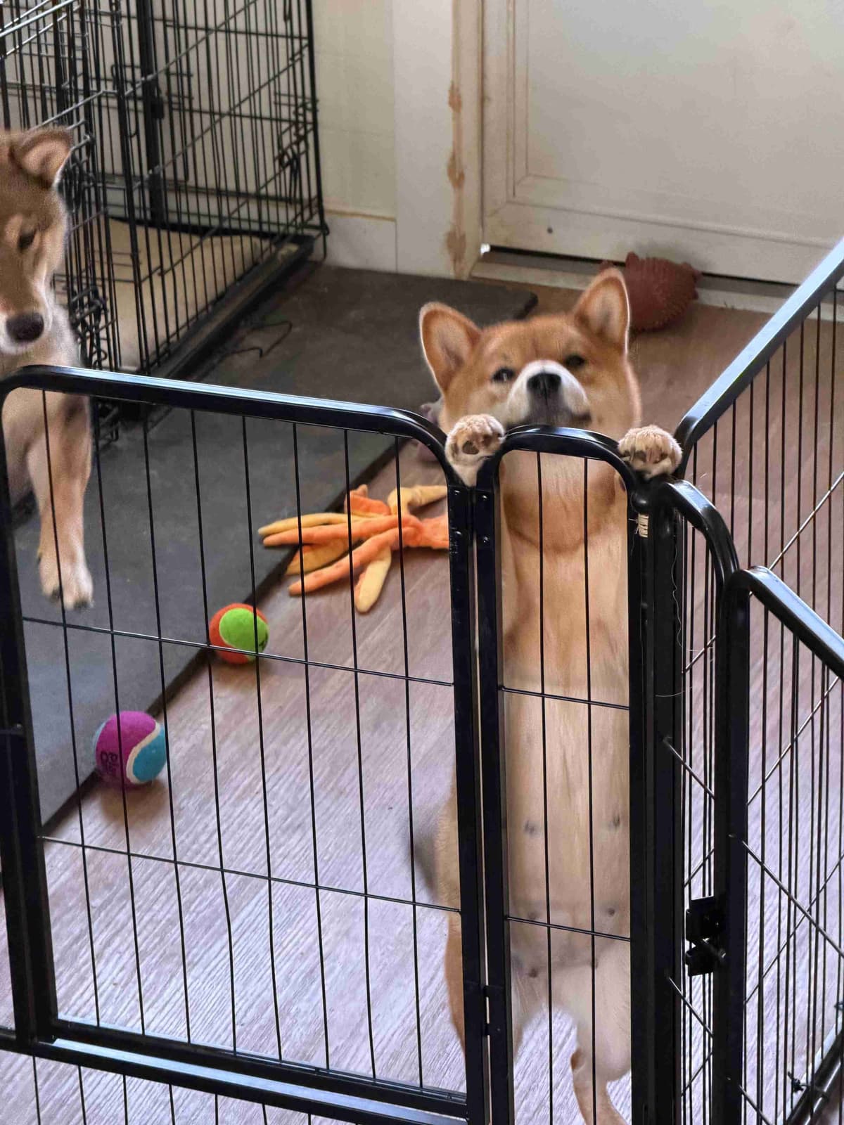 Crescent Moon Shiba breeder image 6