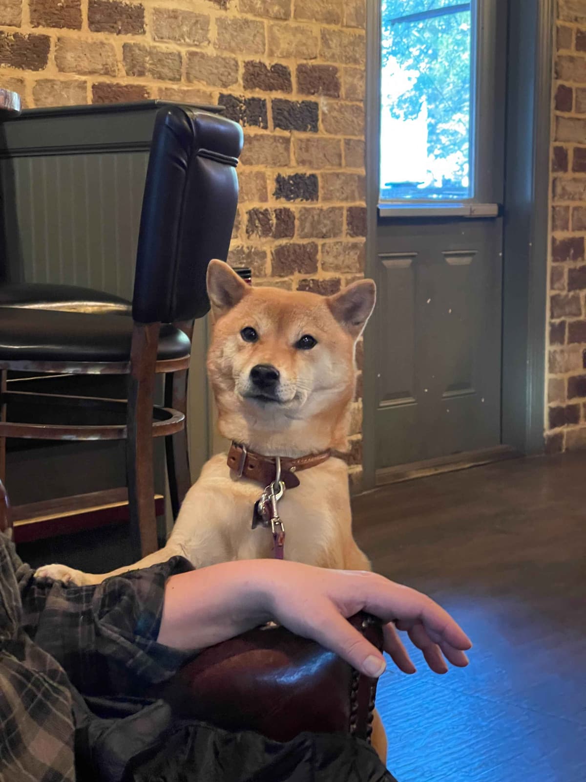 Crescent Moon Shiba breeder image 7