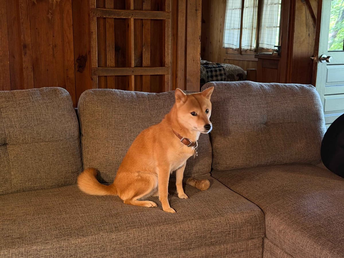 Crescent Moon Shiba breeder image 8