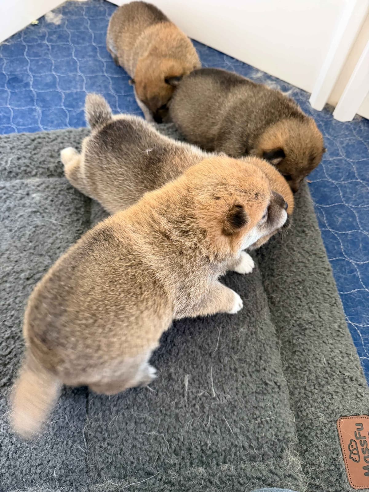 Crescent Moon Shiba breeder image 9