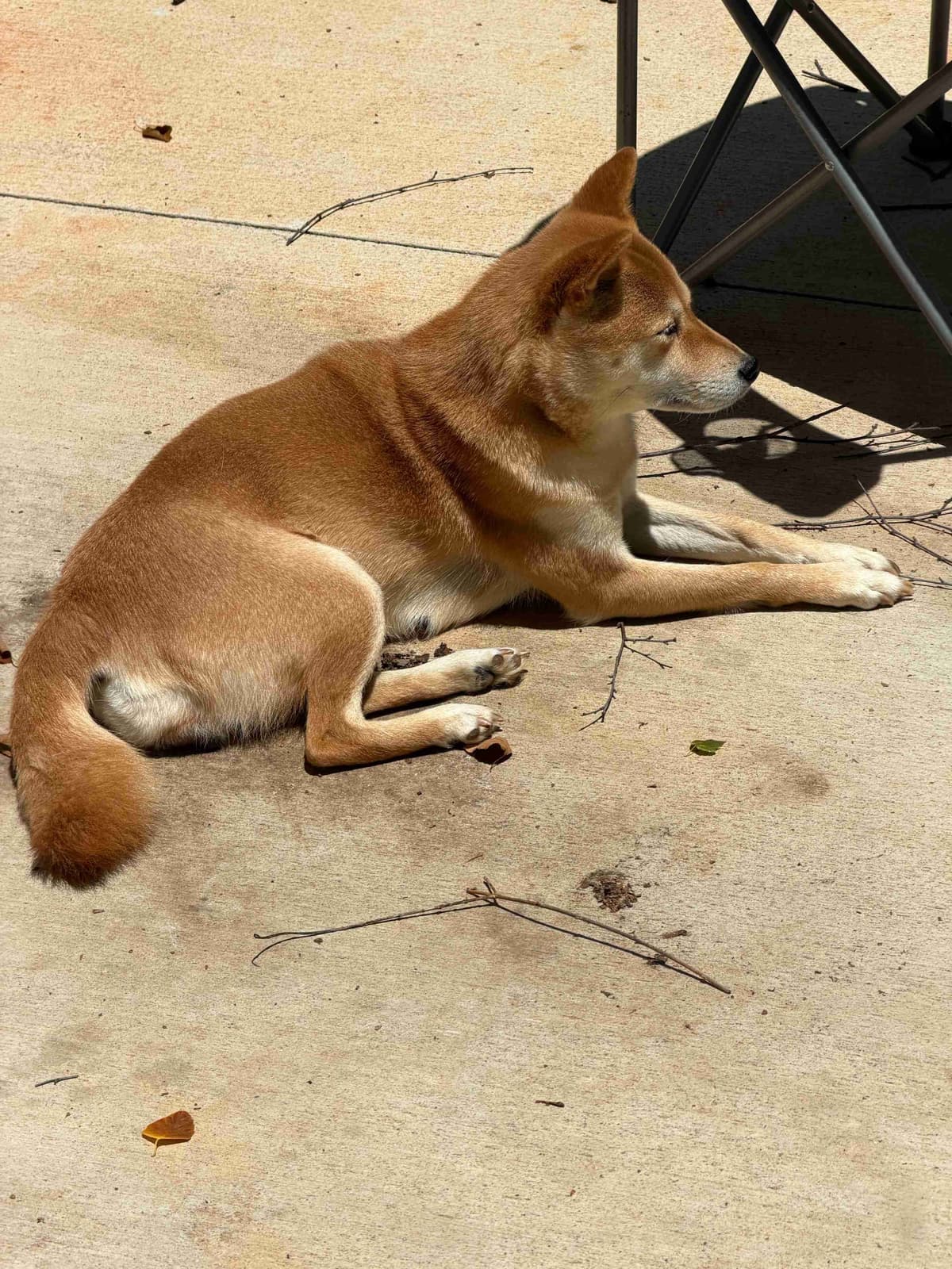 Crescent Moon Shiba breeder image 10