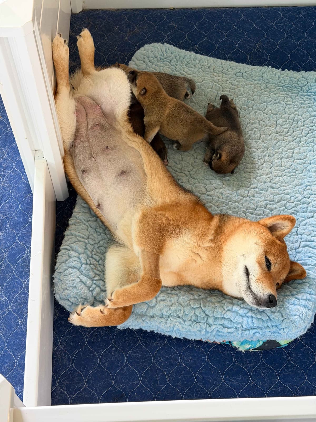 Crescent Moon Shiba breeder image 11