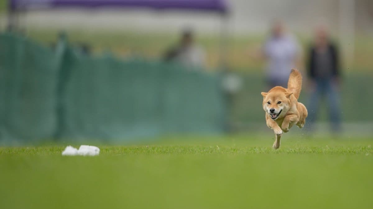 Crescent Moon Shiba breeder image 12
