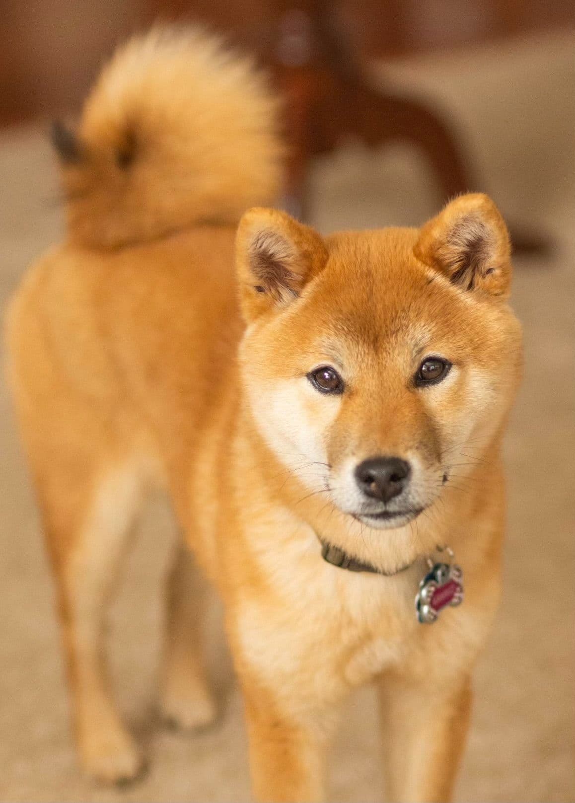 Crescent Moon Shiba breeder image 13