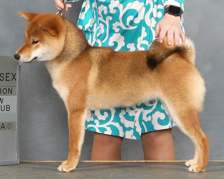 Crescent Moon Shiba breeder image 14