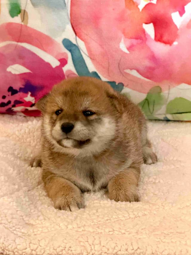 Crescent Moon Shiba media 12