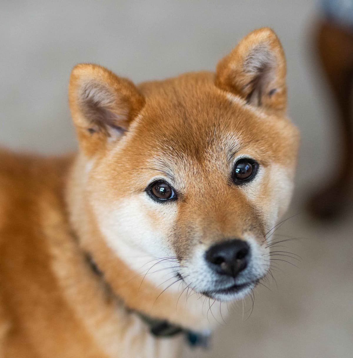 Crescent Moon Shiba breeder image 15