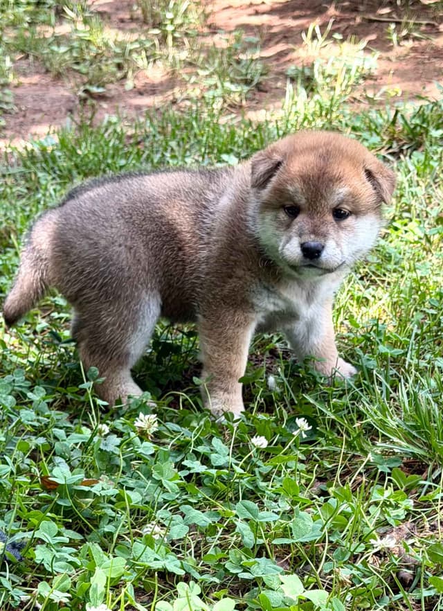 Crescent Moon Shiba media 11