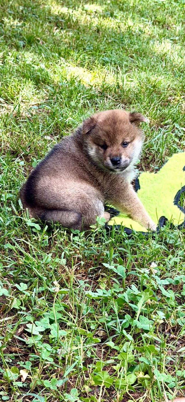 Crescent Moon Shiba media 5