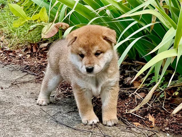 Crescent Moon Shiba media 10