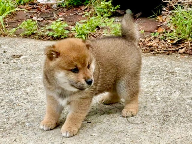 Crescent Moon Shiba media 4