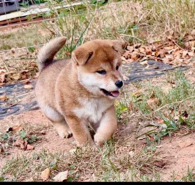 Crescent Moon Shiba media 9