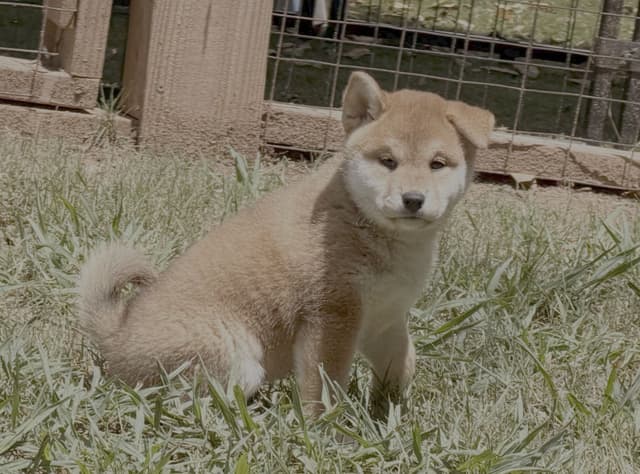Crescent Moon Shiba media 8
