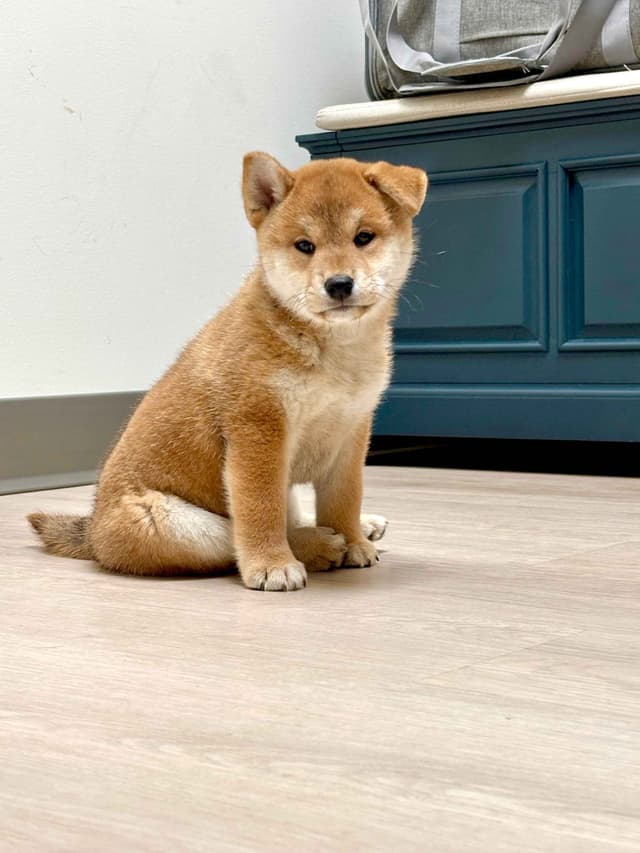 Crescent Moon Shiba media 7