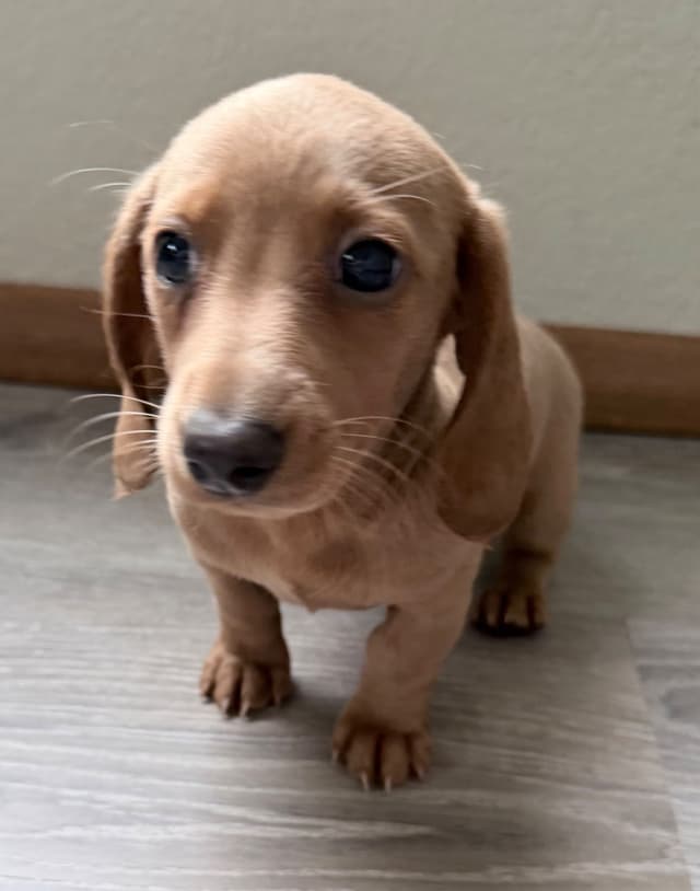Mini Dachshund Puppies media 2