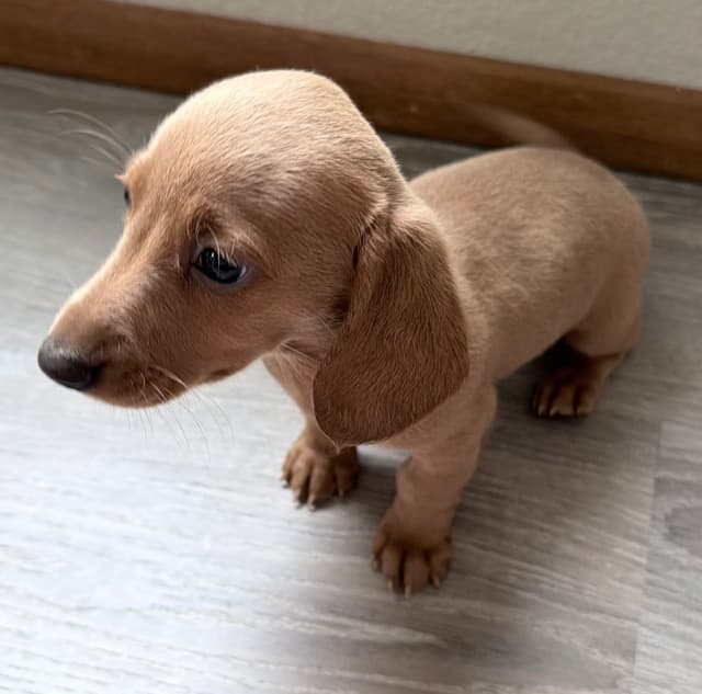 Mini Dachshund Puppies media 3
