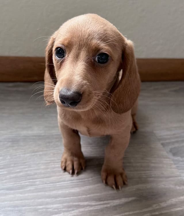 Mini Dachshund Puppies media 4