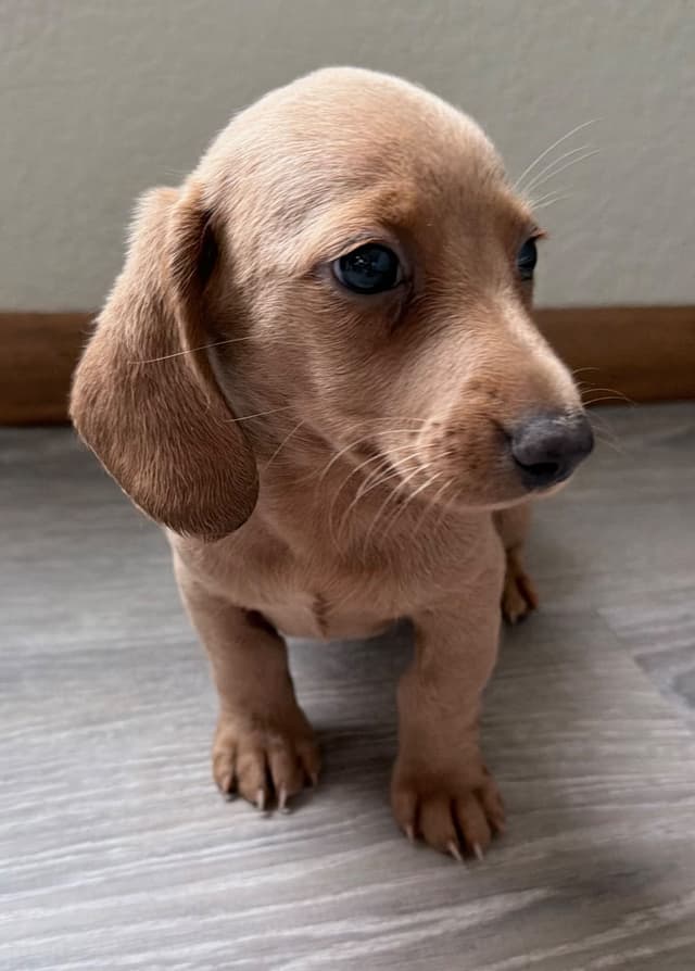 Mini Dachshund Puppies media 5