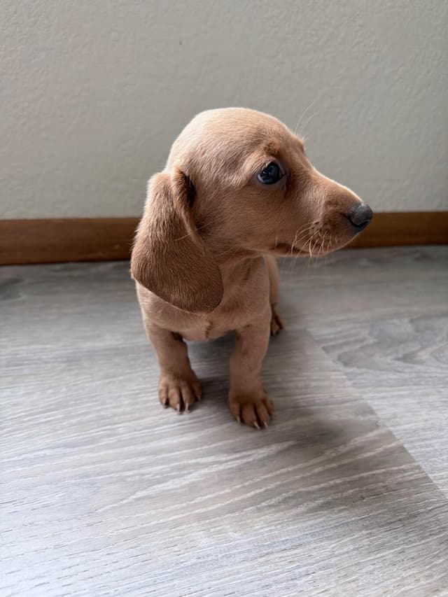 Mini Dachshund Puppies media 6