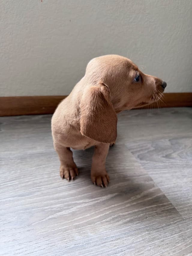Mini Dachshund Puppies media 7