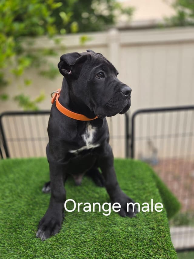 Cane Corso Puppies media 4