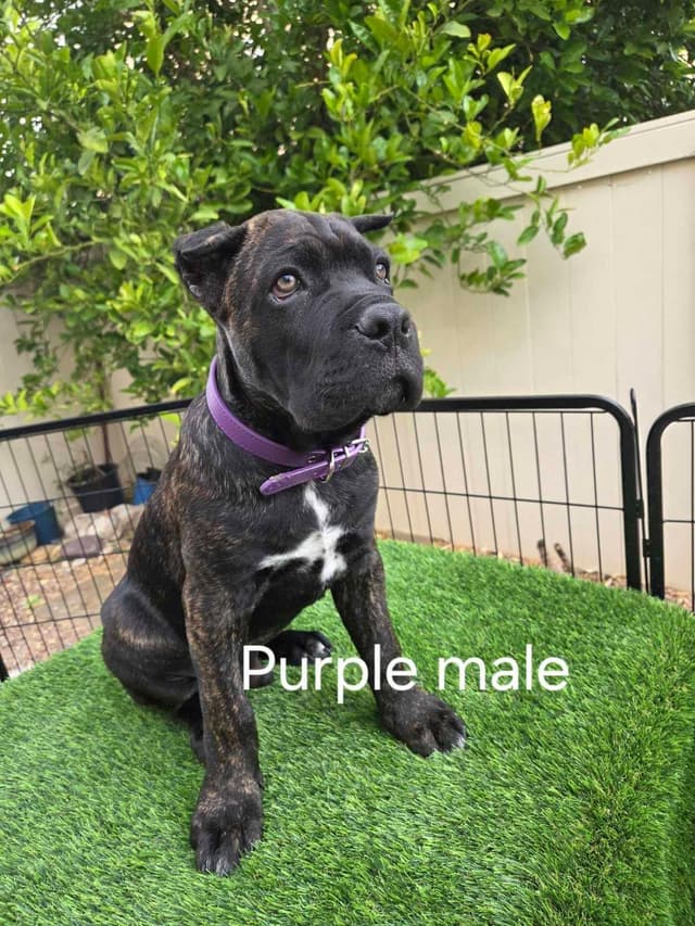 Cane Corso Puppies media 5