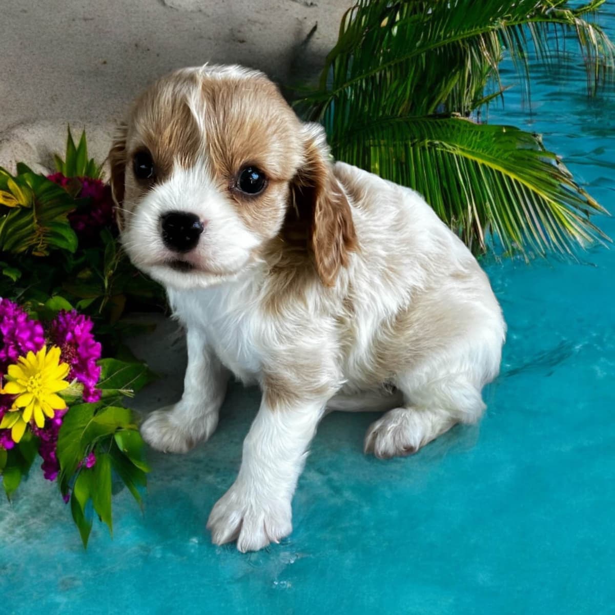 Cavalier King Charles Spaniel Puppies breeder image 1