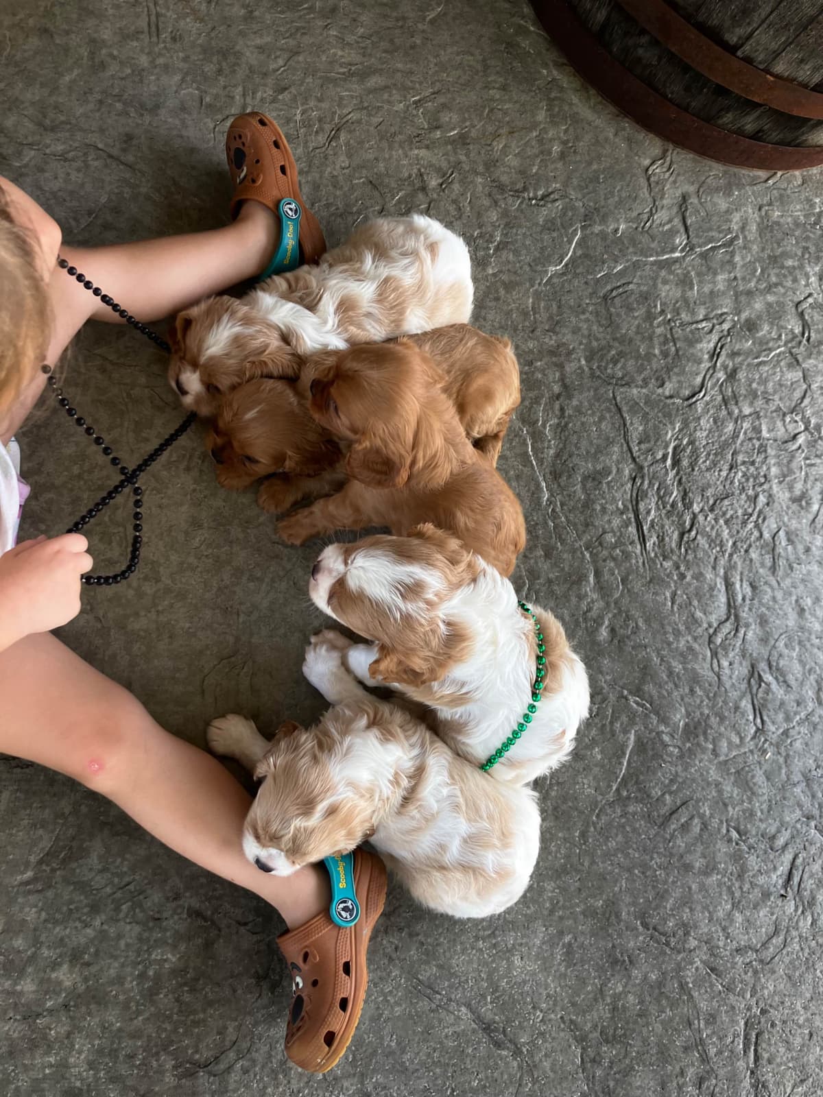 Cavalier King Charles Spaniel Puppies breeder image 2