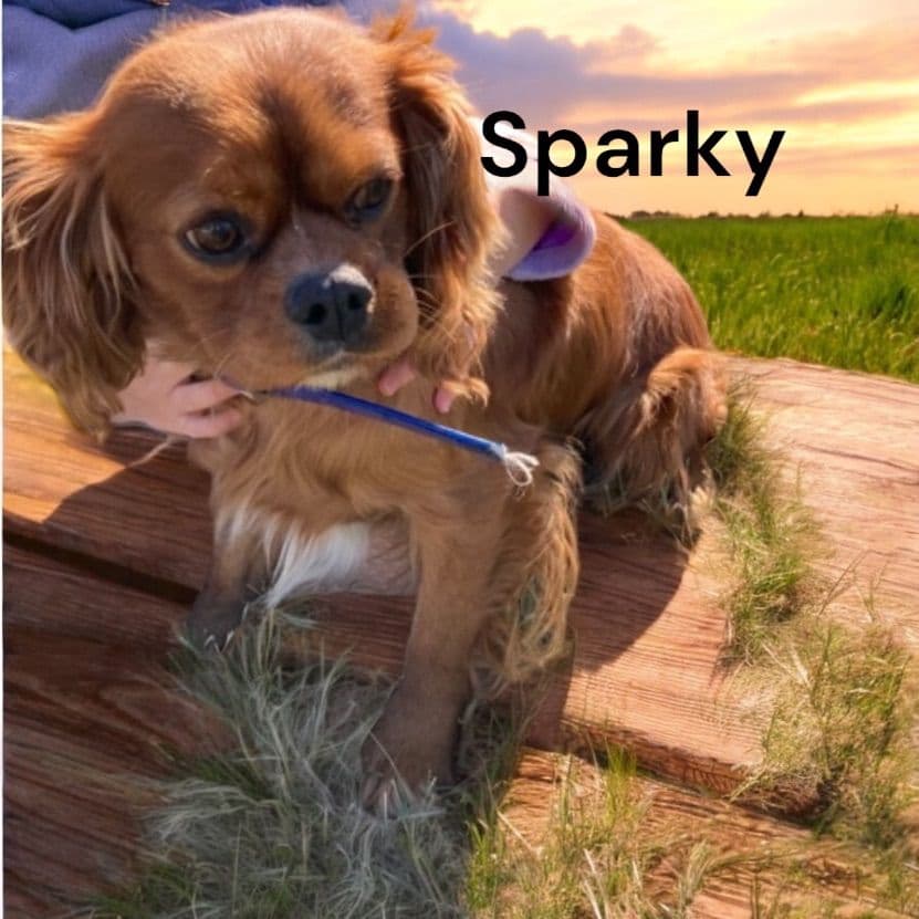 Cavalier King Charles Spaniel Puppies breeder image 3