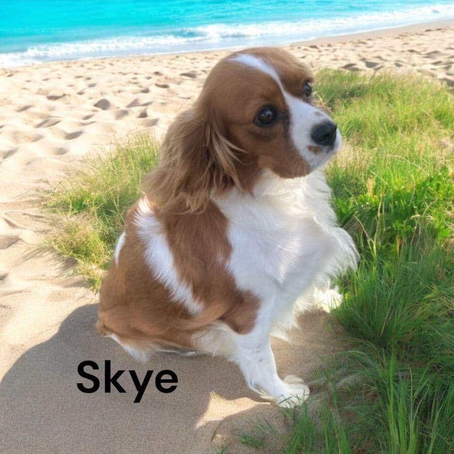 Cavalier King Charles Spaniel Puppies breeder image 4