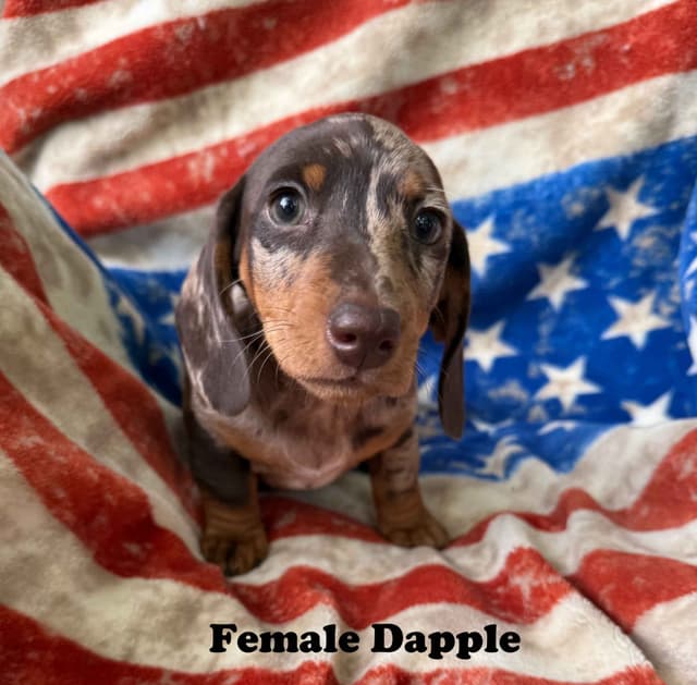 Dachshund Puppies media 3