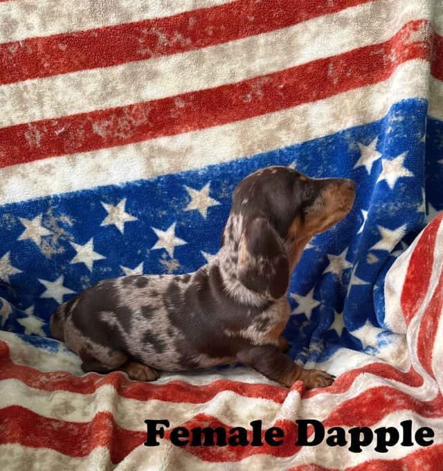 Dachshund Puppies media 2