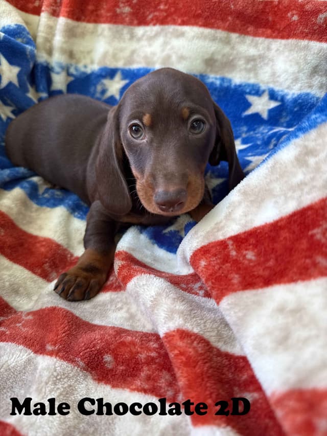 Dachshund Puppies media 5