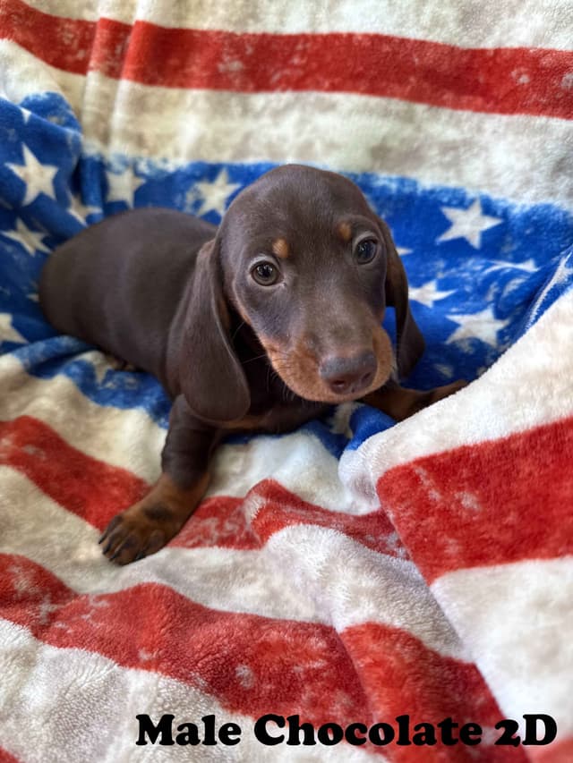 Dachshund Puppies media 6