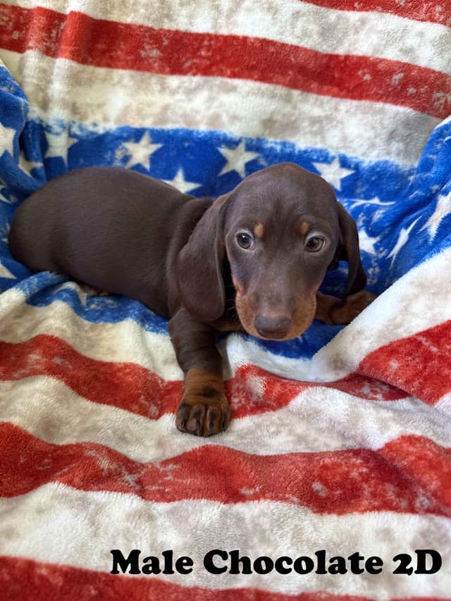 Dachshund Puppies media 7