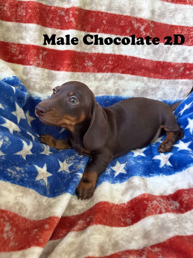 Dachshund Puppies media 8