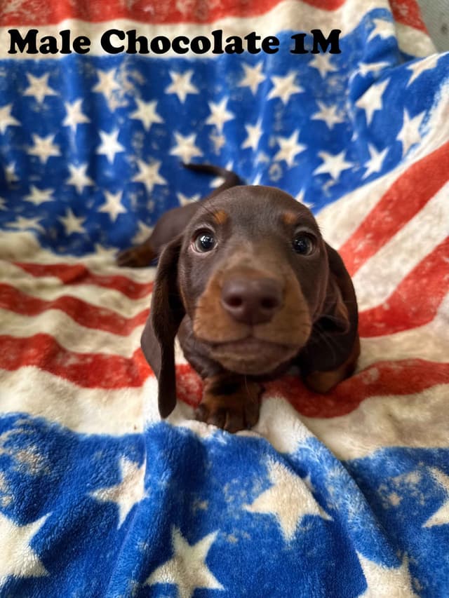 Dachshund Puppies media 10
