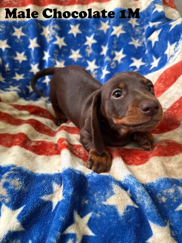 Dachshund Puppies media 11