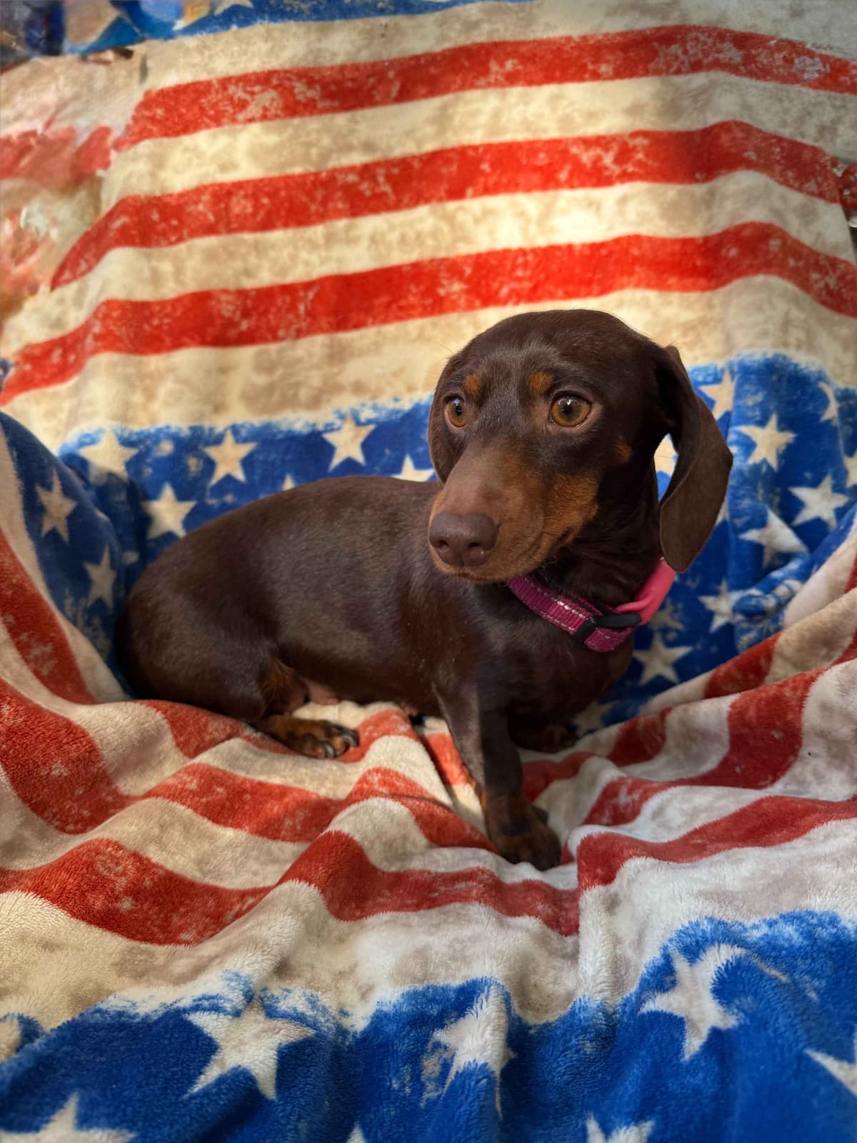 Dachshund Puppies breeder image 1