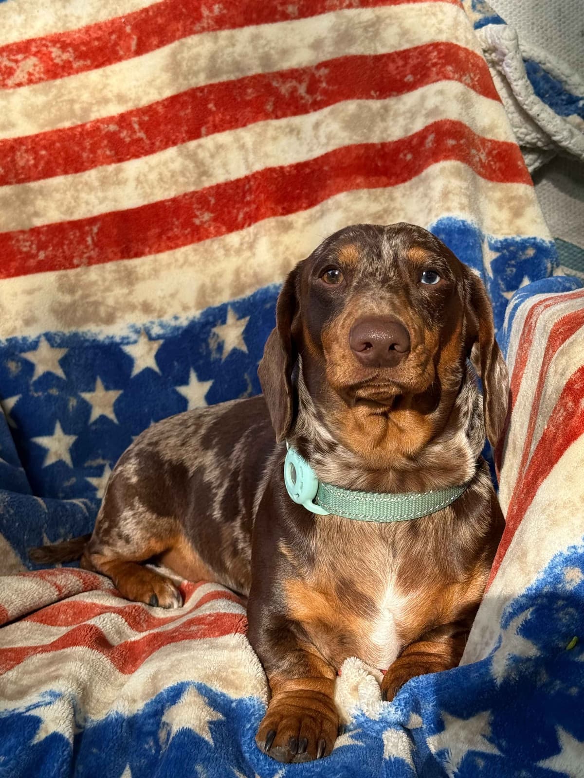 Dachshund Puppies breeder image 3