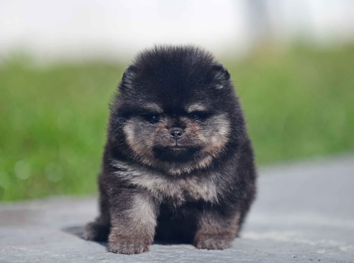 Pomeranian Puppies breeder image 1