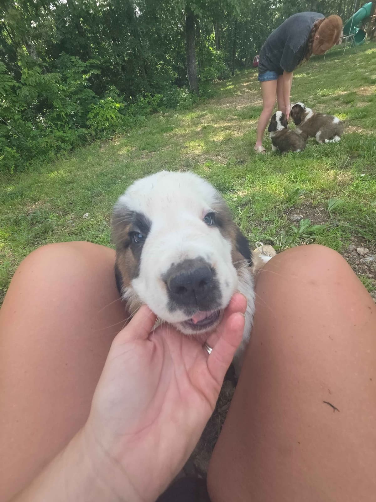 Saint Bernard Puppies breeder image 2