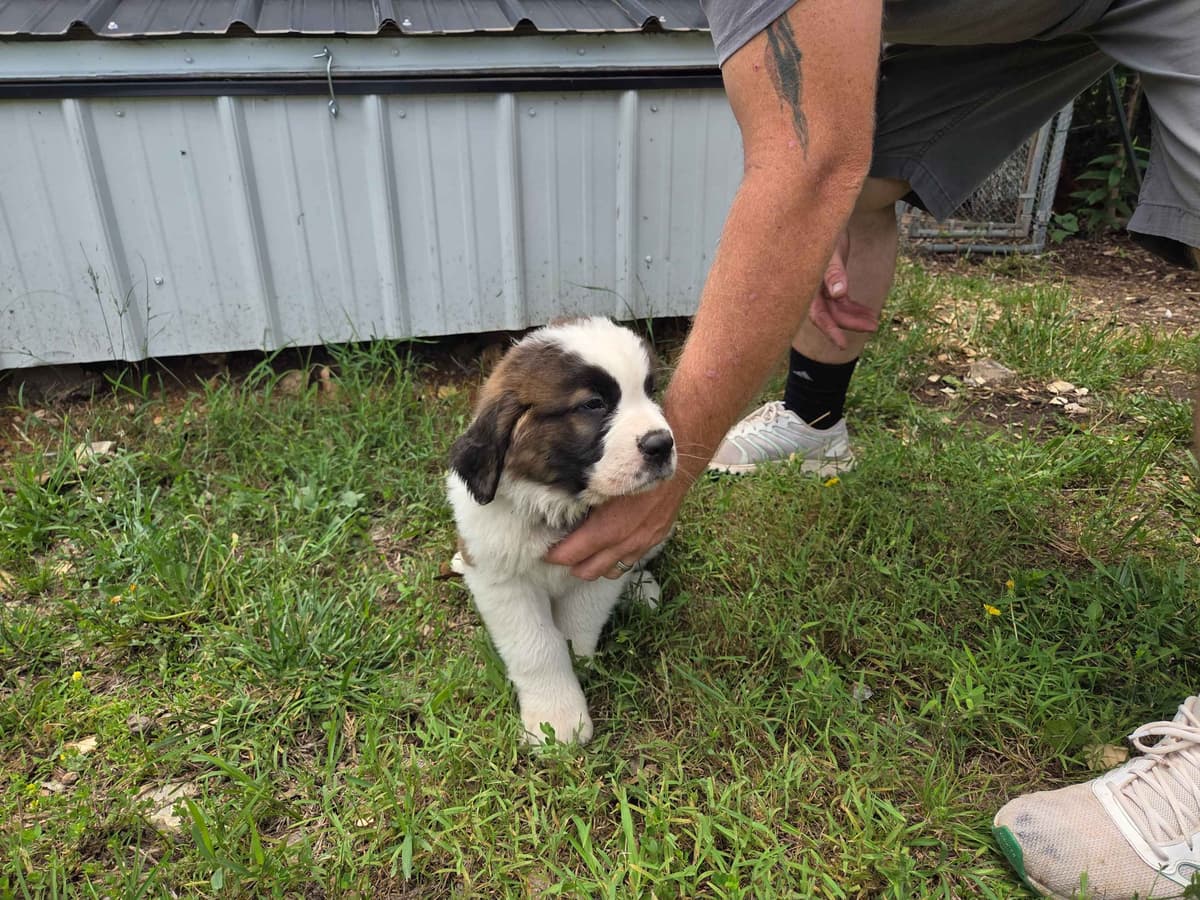 Saint Bernard Puppies breeder image 1