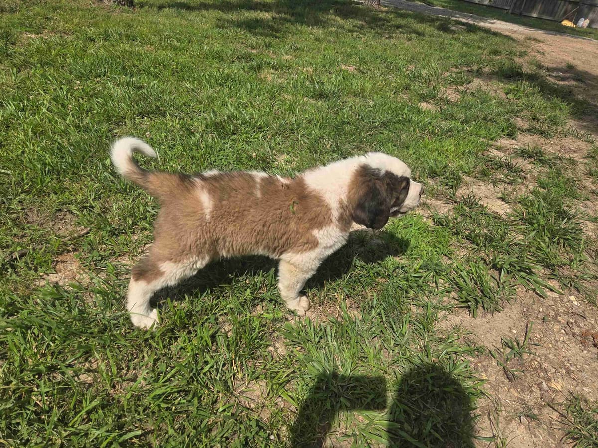 Saint Bernard Puppies breeder image 3