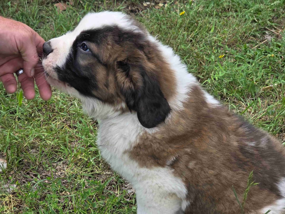 Saint Bernard Puppies breeder image 4
