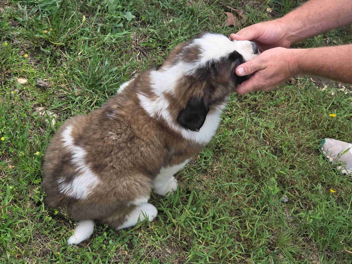 Saint Bernard Puppies breeder image 5