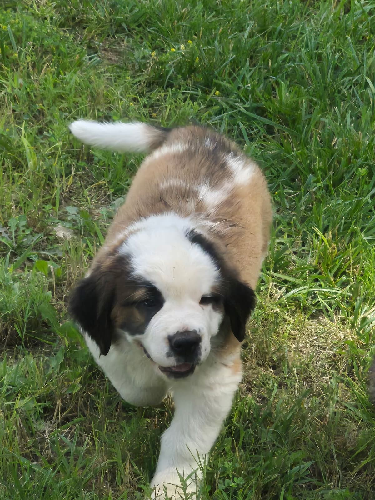 Saint Bernard Puppies breeder image 6