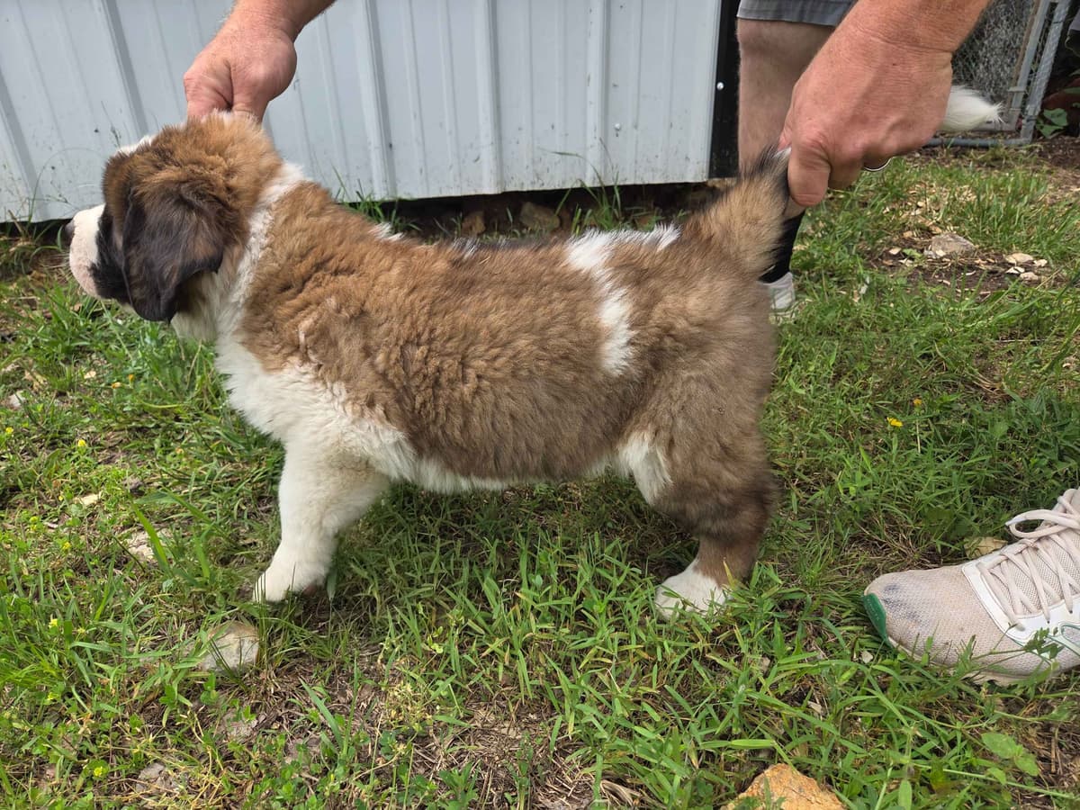 Saint Bernard Puppies breeder image 8