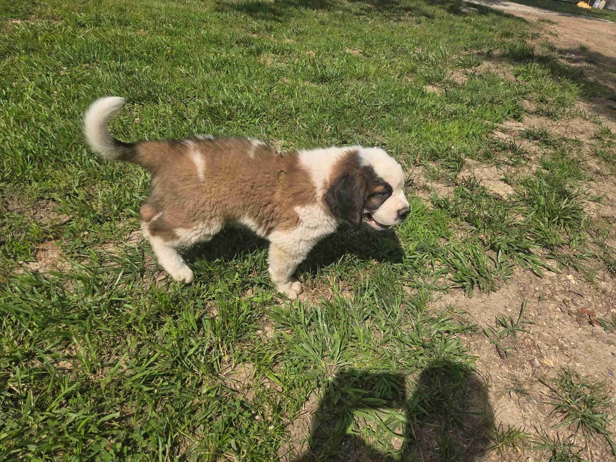 Saint Bernard Puppies breeder image 9
