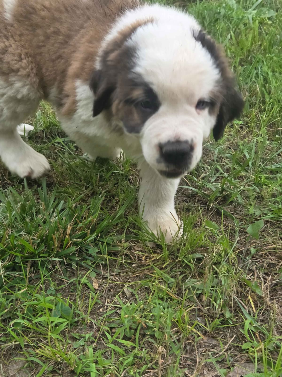 Saint Bernard Puppies breeder image 10